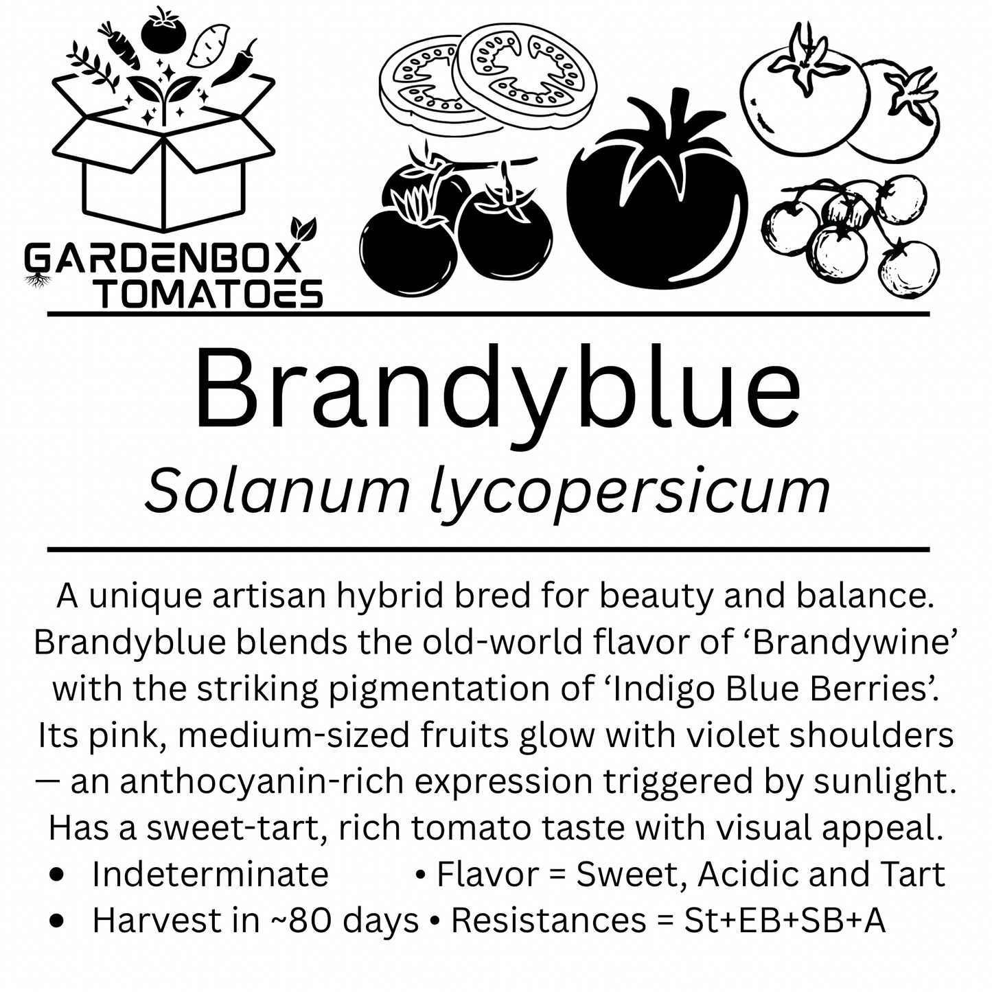 Brandyblue 2” x 2” Pot