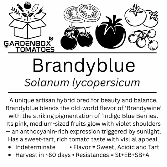 Brandyblue 2” x 2” Pot